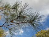 Pinus ponderosa. Ветви. Санкт-Петербург, Ботанический сад, уч. 126. 11.10.2015.