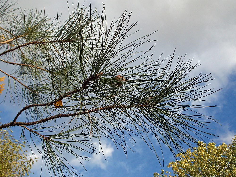 Image of Pinus ponderosa specimen.