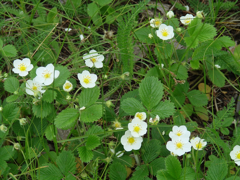 Image of Fragaria orientalis specimen.