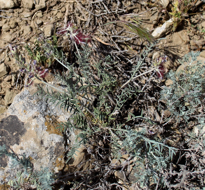 Image of Hedysarum wrightianum specimen.