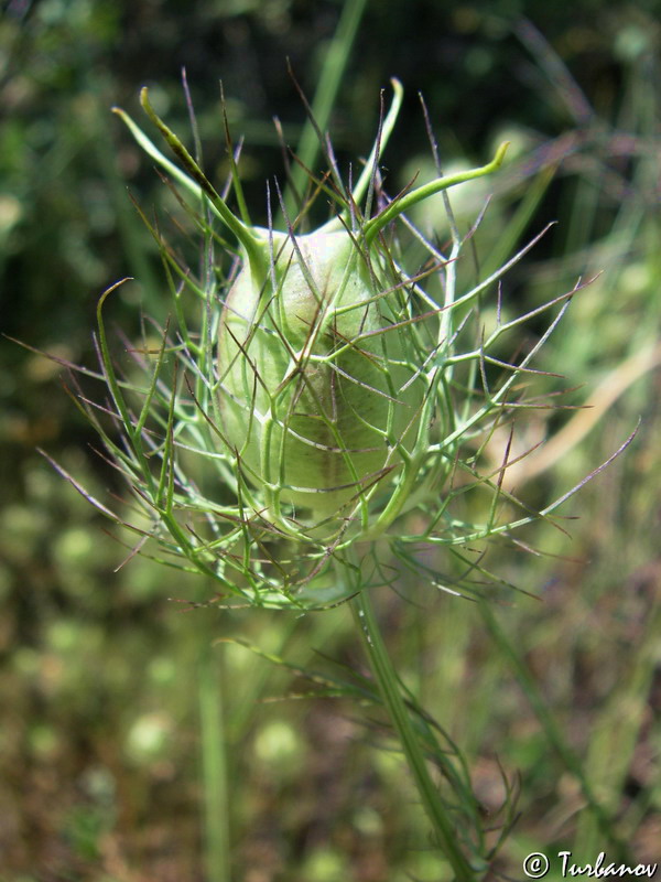 Изображение особи Nigella damascena.