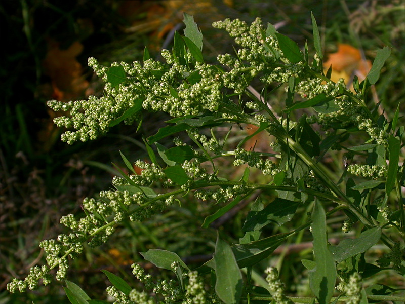 Image of Chenopodium strictum specimen.