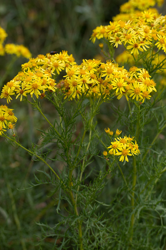 Image of Senecio erucifolius specimen.