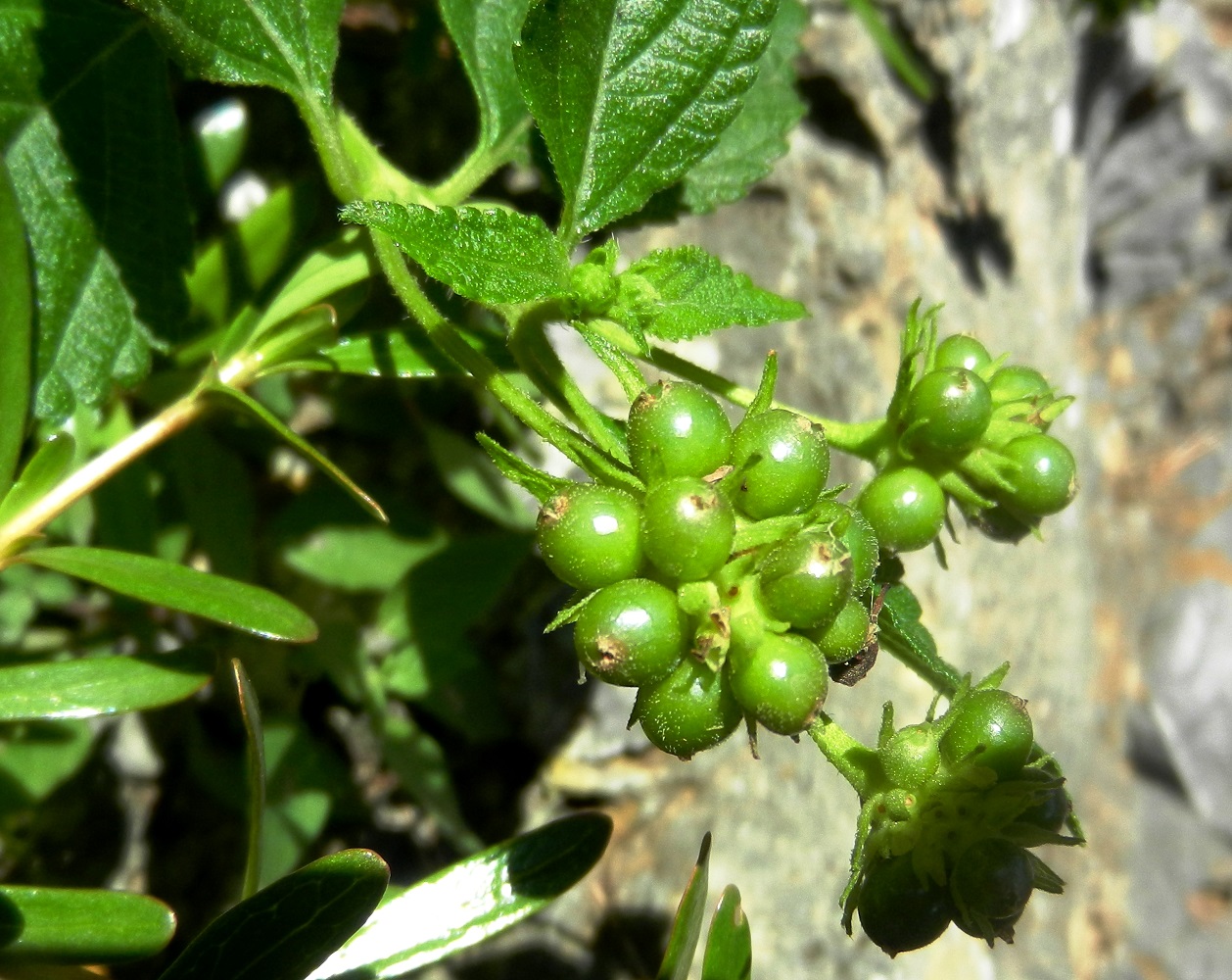 Image of Lantana montevidensis specimen.