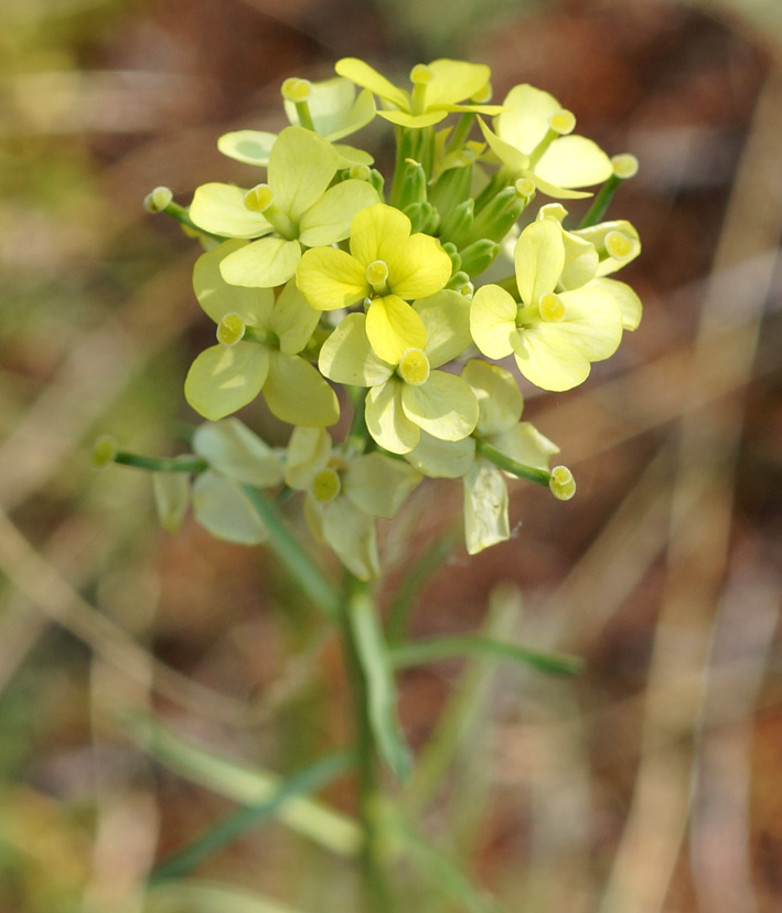 Image of Erysimum flavum specimen.