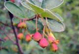 Cotoneaster melanocarpus. Незрелые плоды на верхушке побега. Иркутская обл., окр. г. Усть-Кут. 20.07.2007.