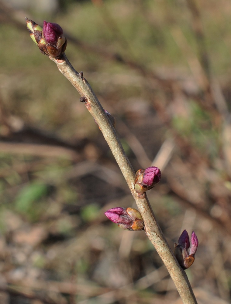 Image of Daphne mezereum specimen.