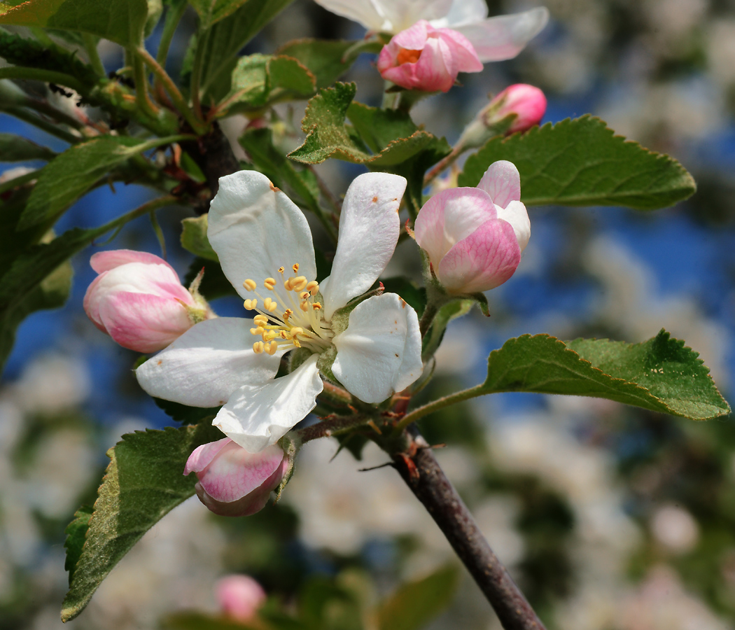 Изображение особи Malus domestica.