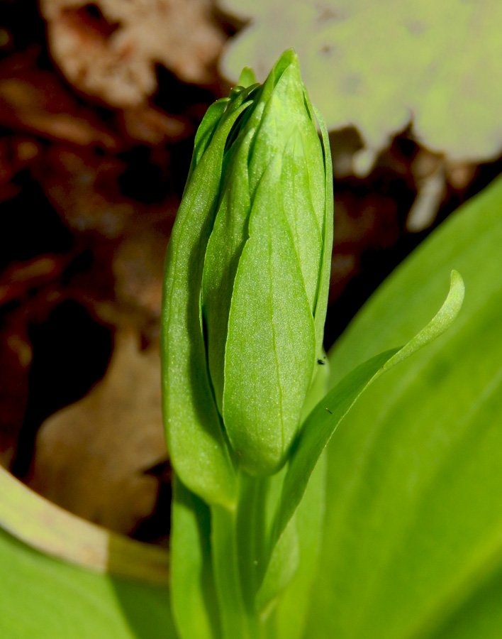 Image of Platanthera chlorantha specimen.