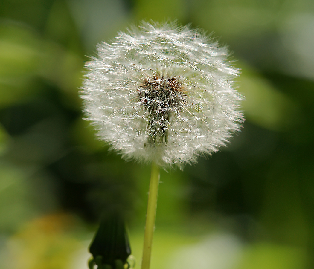 Image of Taraxacum officinale specimen.