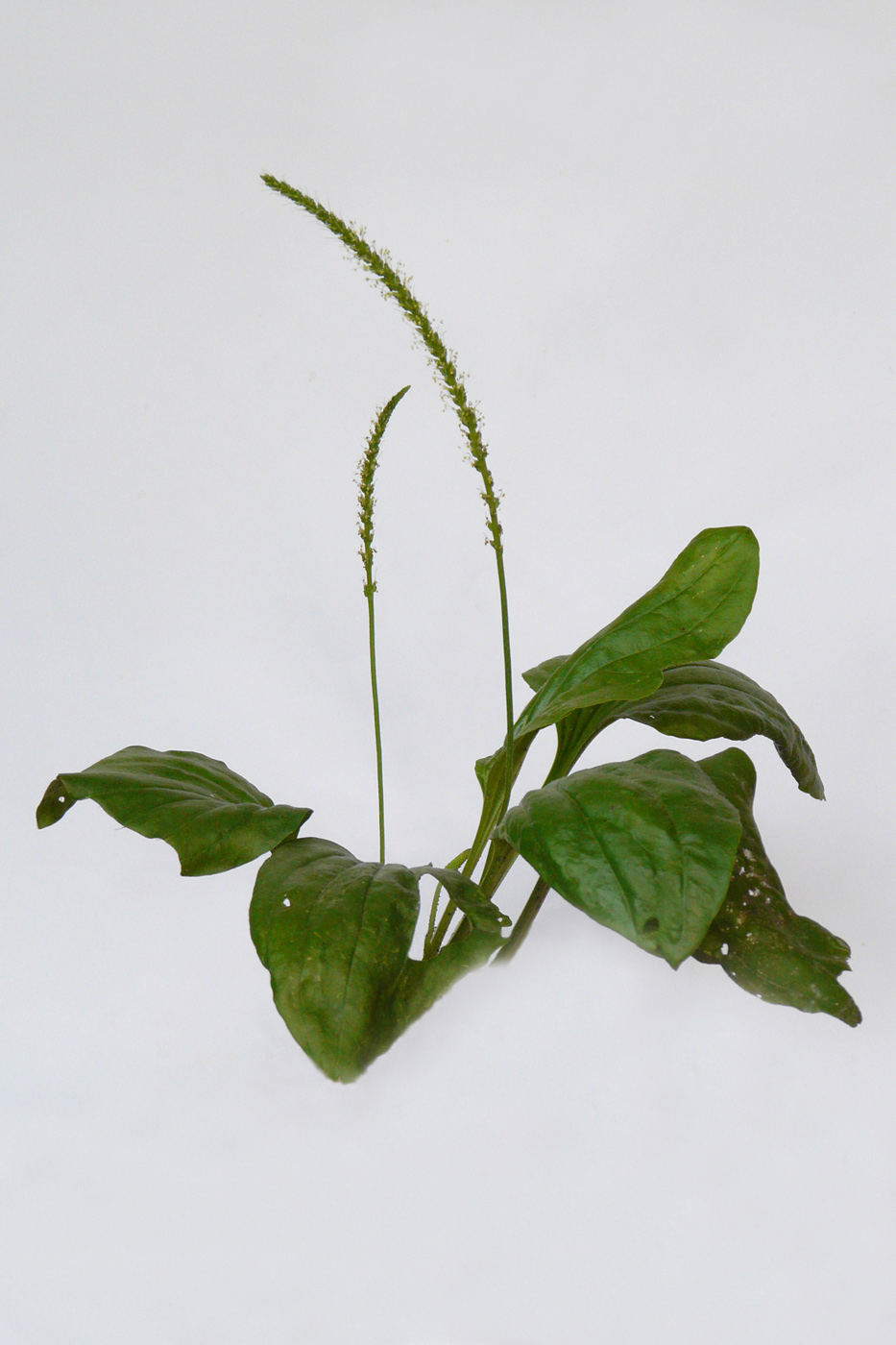 Image of Plantago major specimen.