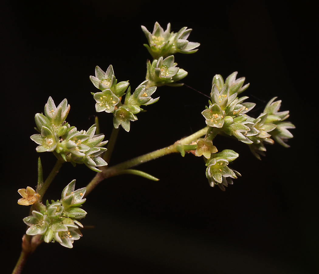 Image of Scleranthus annuus specimen.