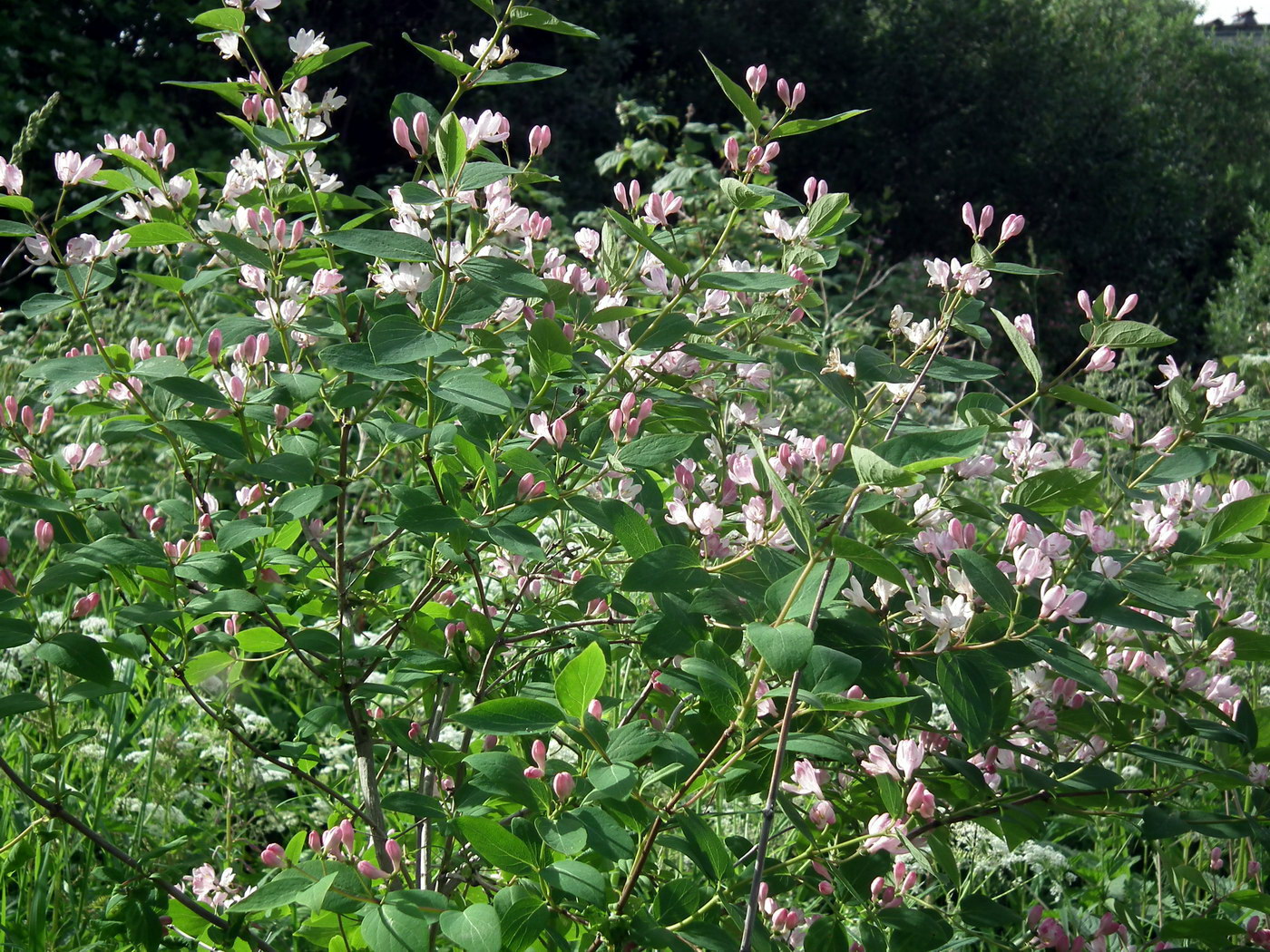 Image of Lonicera tatarica specimen.