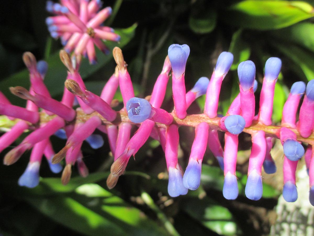 Image of Aechmea gamosepala specimen.