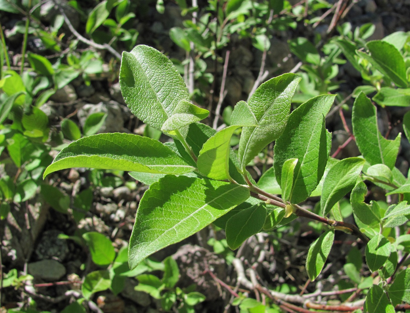 Image of Salix caprea specimen.