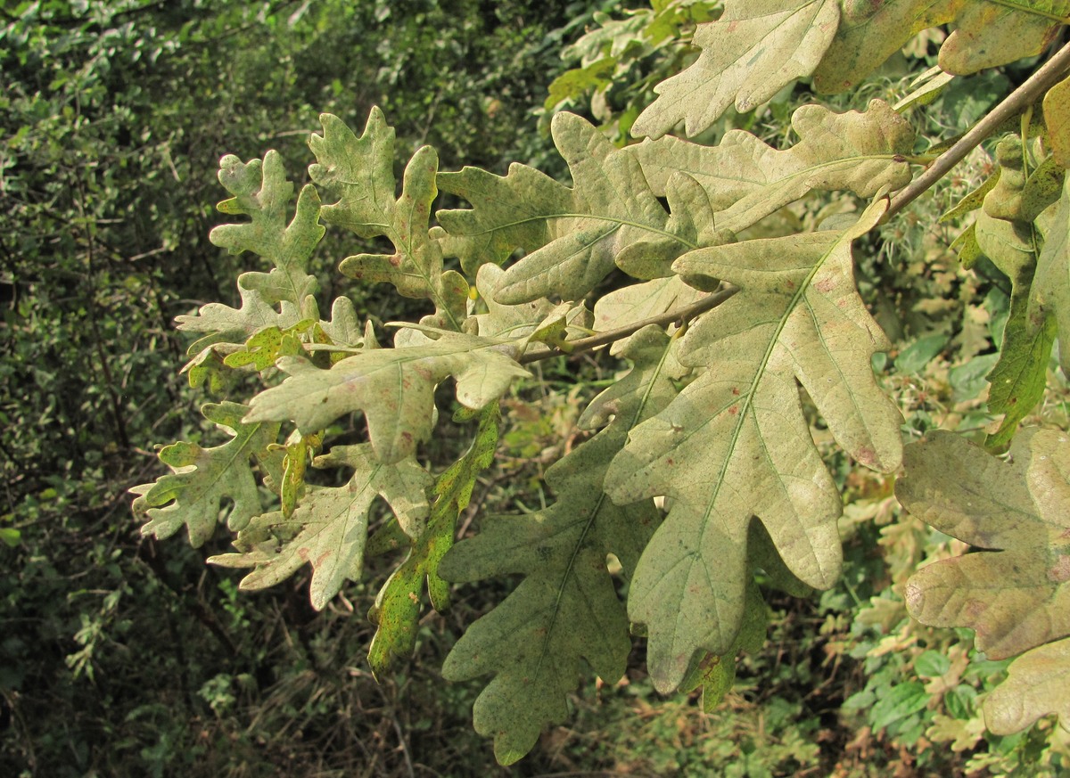 Image of Quercus robur specimen.