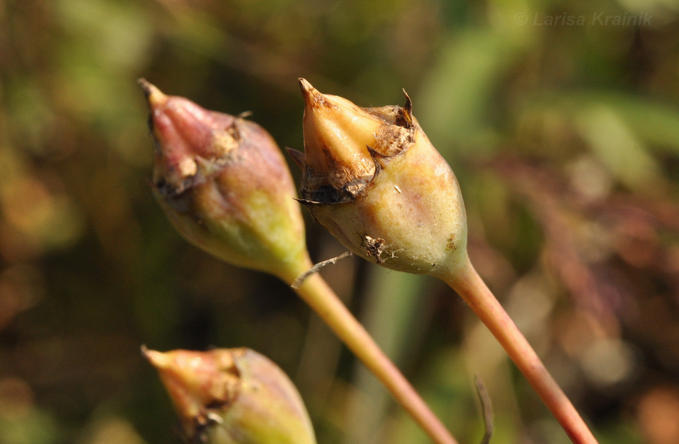 Image of Platycodon grandiflorus specimen.