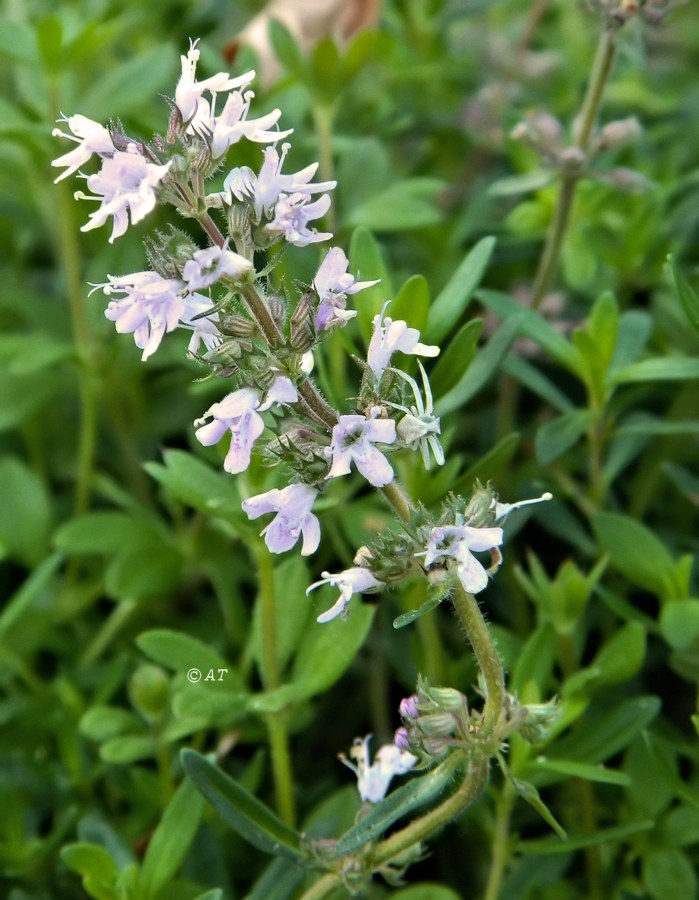 Image of genus Thymus specimen.