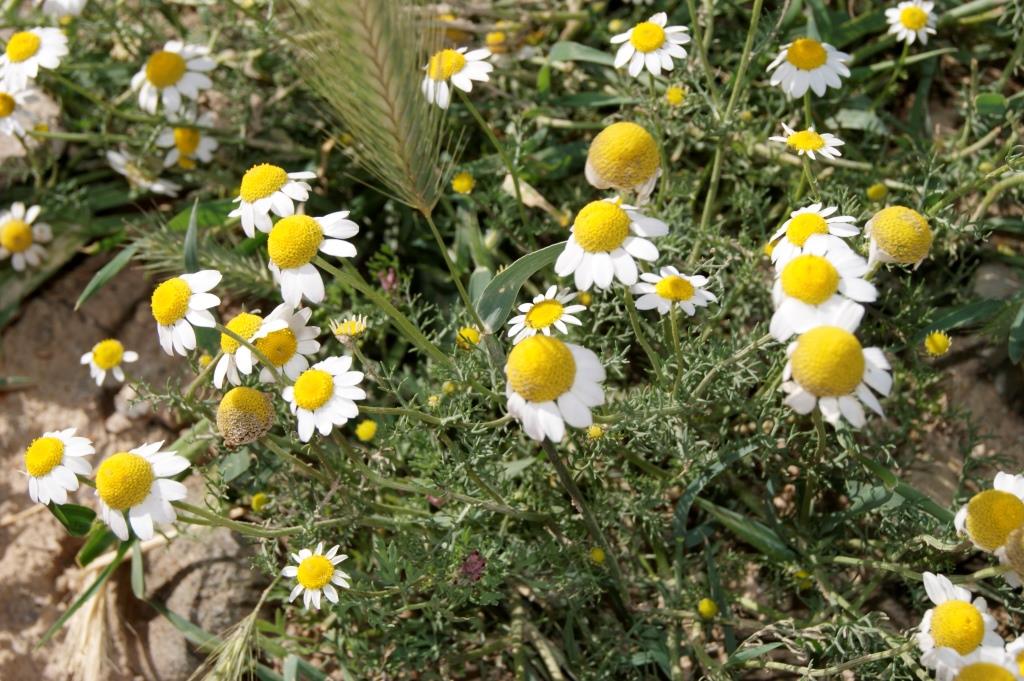 Image of genus Tripleurospermum specimen.