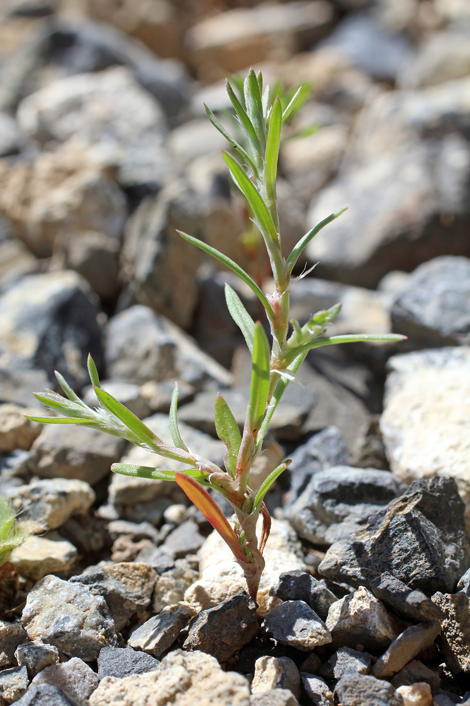 Image of Polygonum polycnemoides specimen.