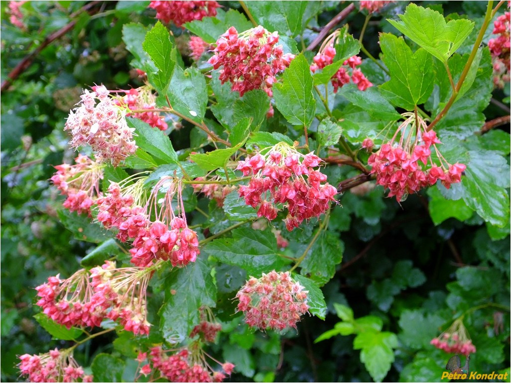 Image of Physocarpus opulifolius specimen.