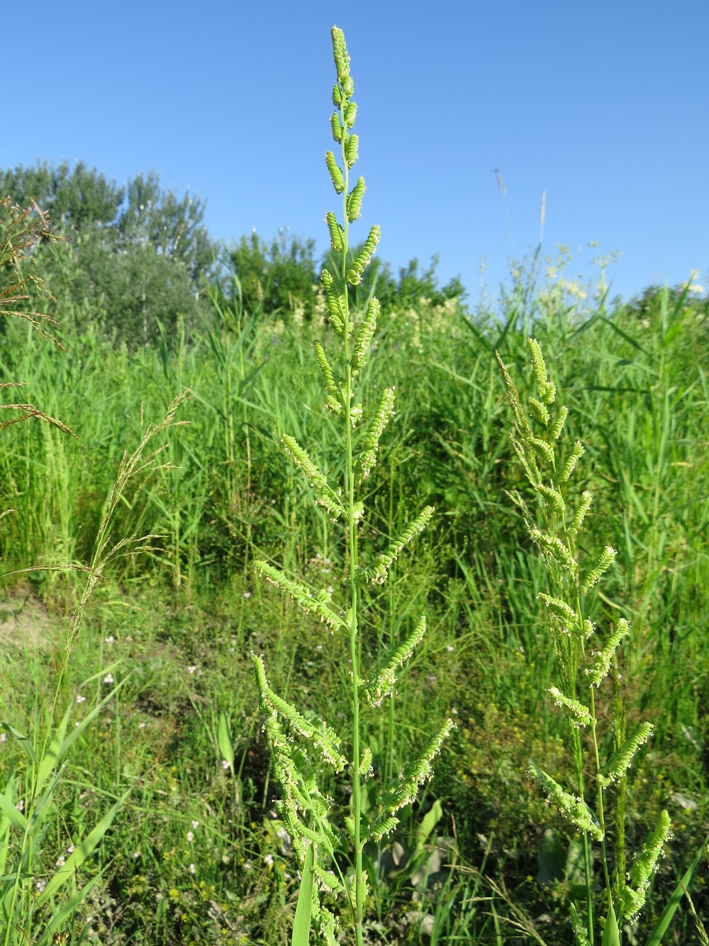 Image of Beckmannia syzigachne specimen.