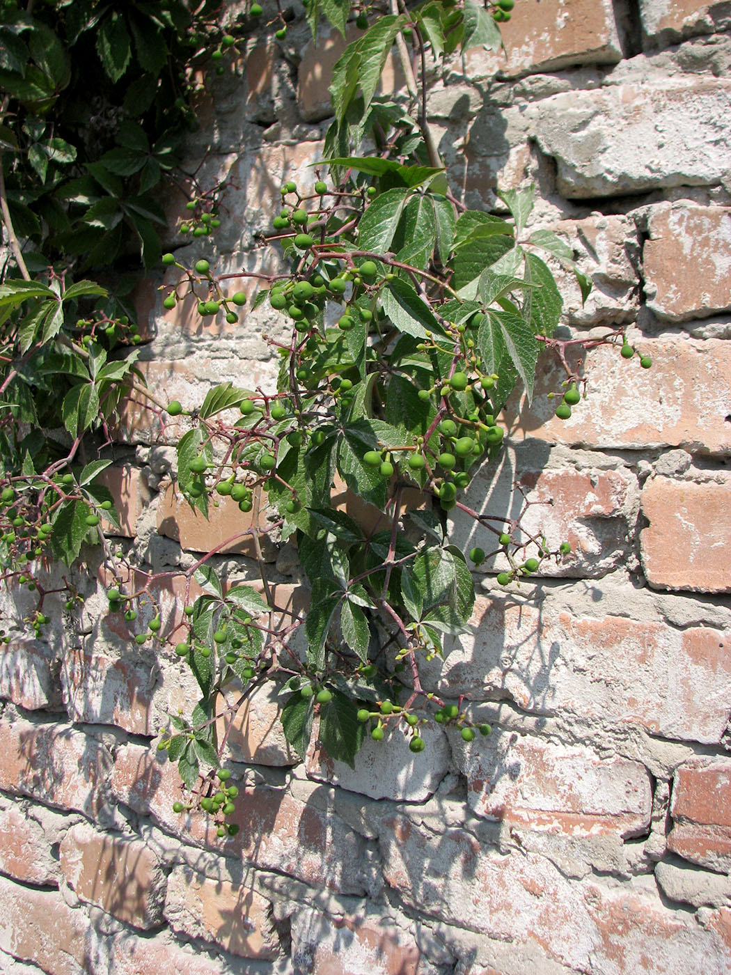 Image of Parthenocissus quinquefolia specimen.