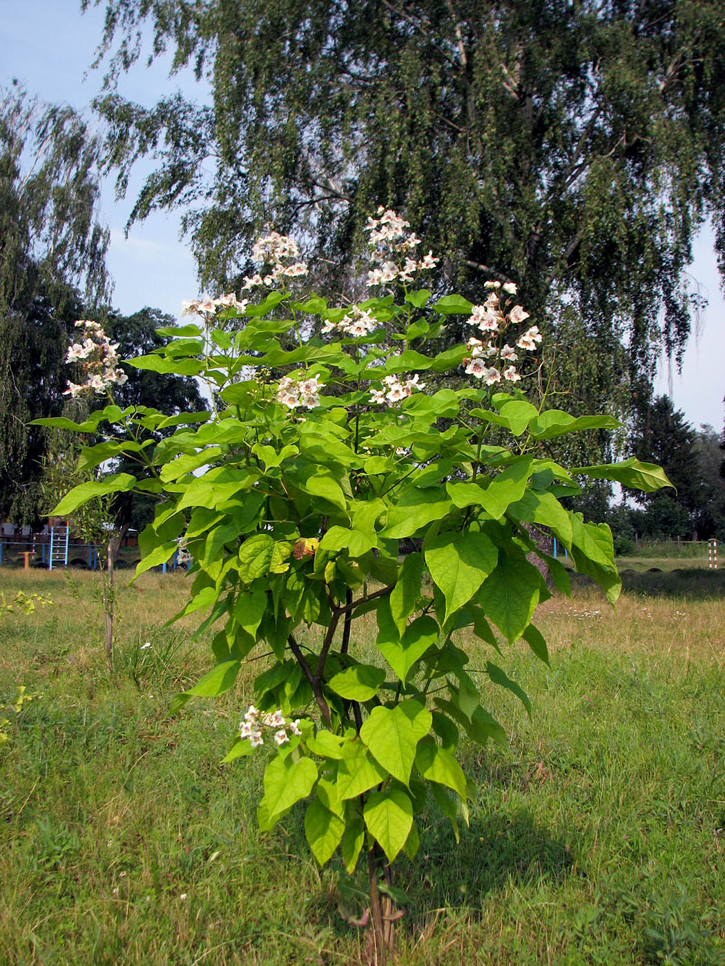 Катальпа кустарниковая фото