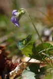 Viola riviniana. Цветущее растение. Санкт-Петербург, Пушкинский р-н, Павловский парк, левый берег р. Славянки, склон юго-восточной экспозиции. 14.05.2017.