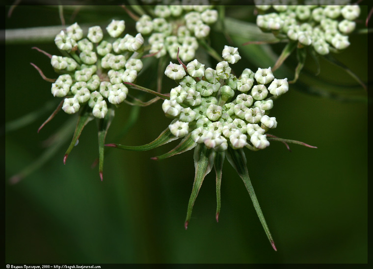 Image of Thyselium palustre specimen.