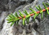 Empetrum caucasicum