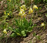 Primula macrocalyx. Цветущее растение. Восточный Казахстан, Глубоковский р-н, окр. с. Тарханка, склон сопки, зарастающий кустарниками. 10.05.2017.