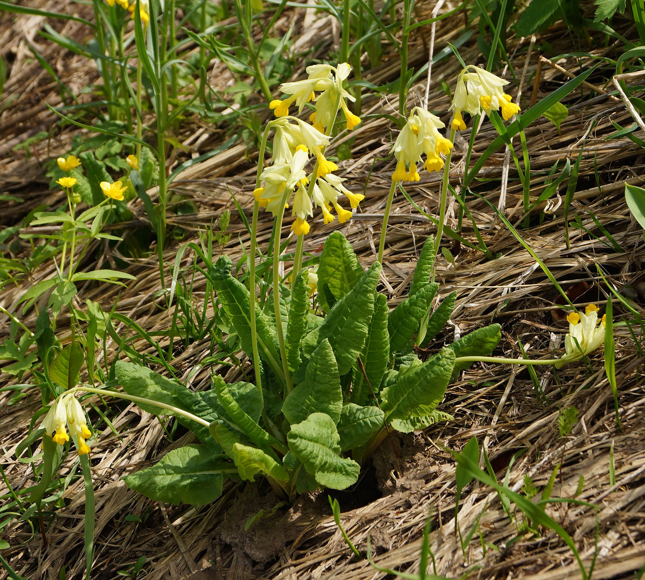 Изображение особи Primula macrocalyx.