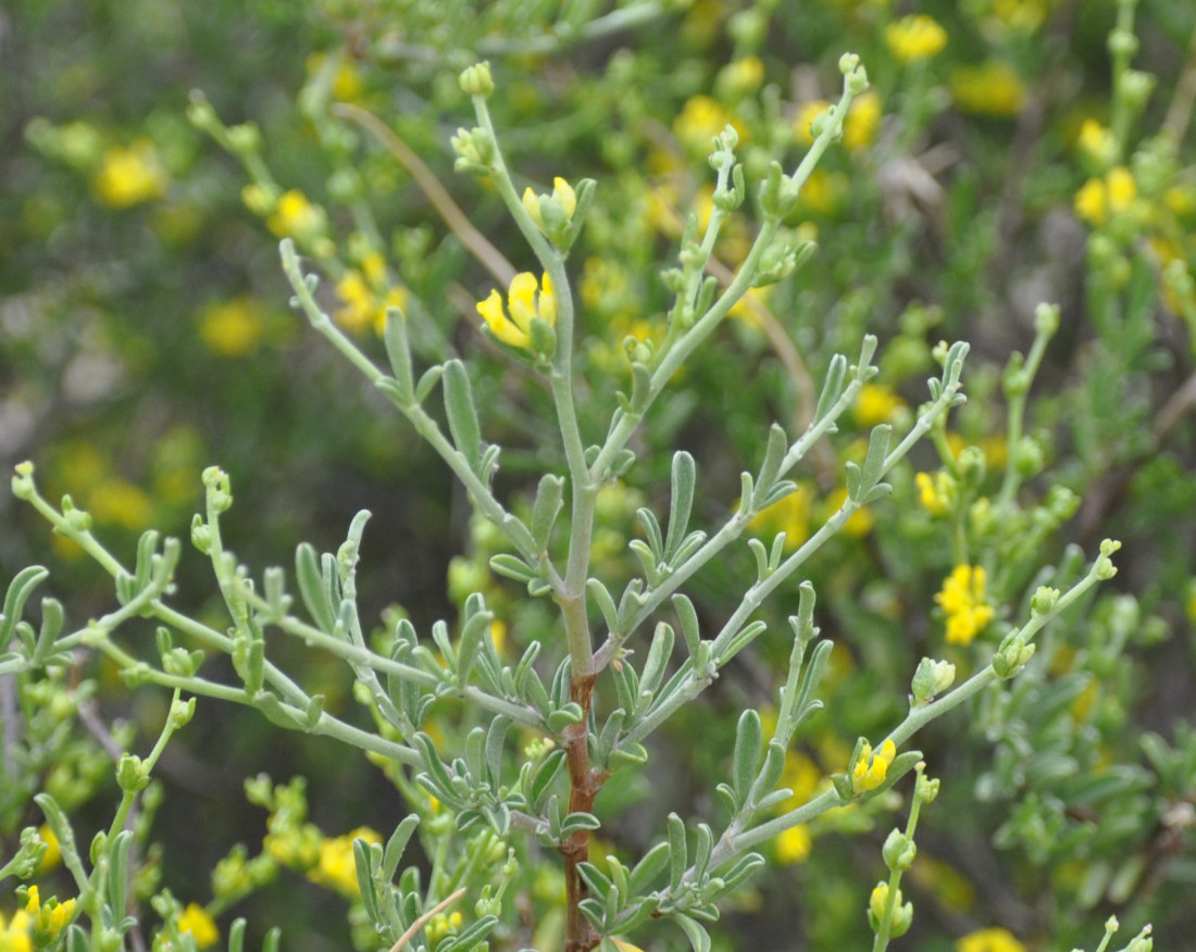 Image of Anthyllis hermanniae specimen.