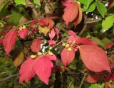 Смотреть изображение Euonymus sacrosanctus