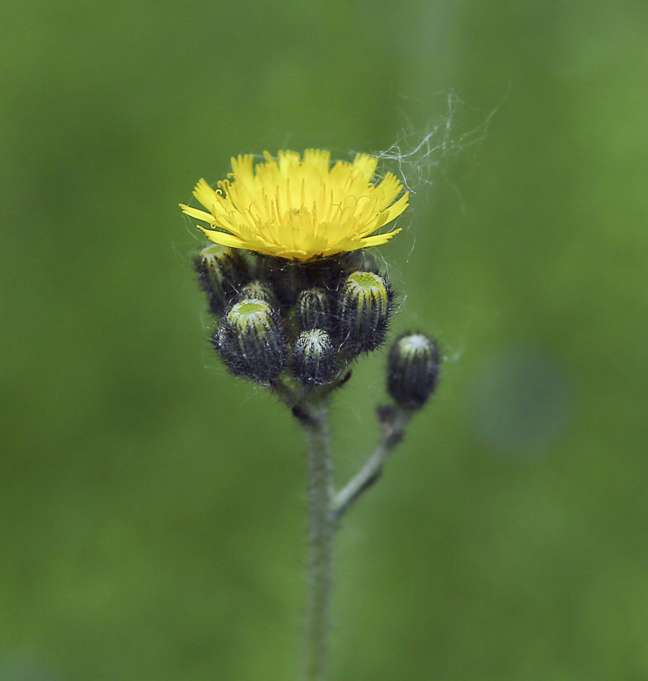 Image of genus Pilosella specimen.