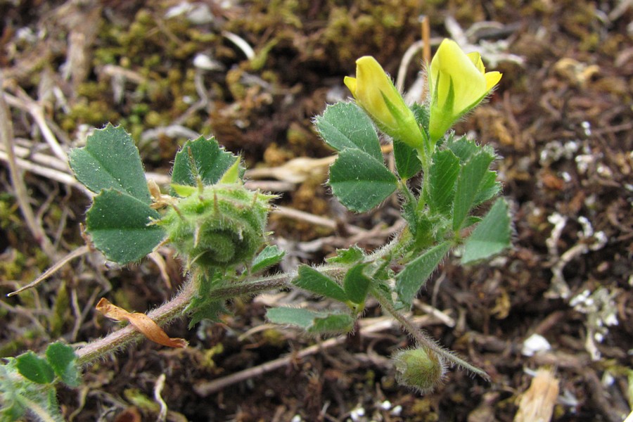 Image of Medicago rigidula specimen.