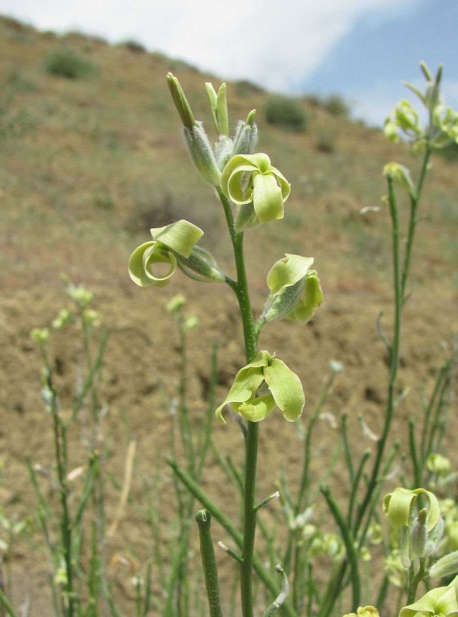 Image of Matthiola odoratissima specimen.