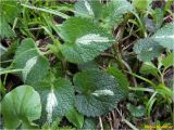 Lamium maculatum