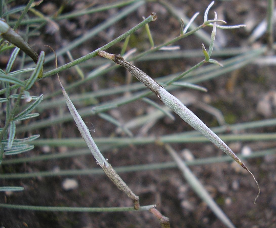 Image of Astragalus ucrainicus specimen.