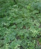 Physospermum cornubiense. Зацветающие растения. Грузия, нижняя часть Боржоми-Харагаульского национального парка, смешанный лес. 24.05.2018.