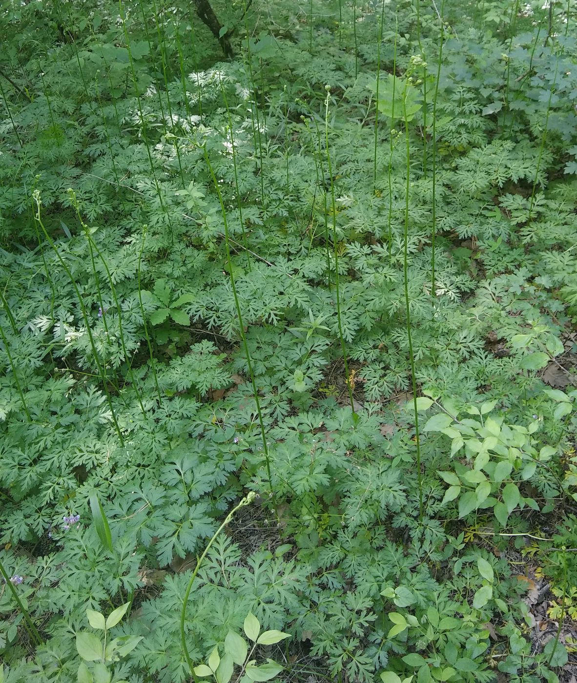 Image of Physospermum cornubiense specimen.