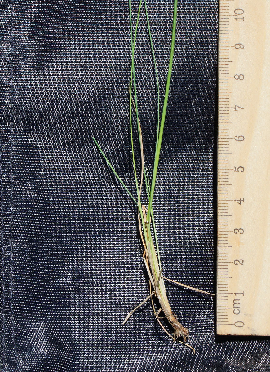 Image of Festuca valesiaca specimen.