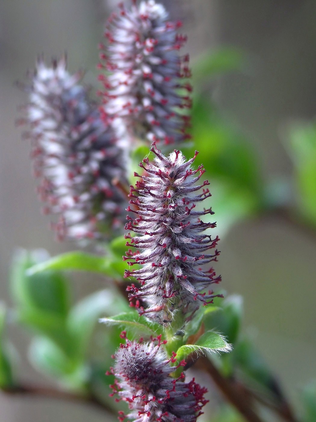 Image of Salix saxatilis specimen.