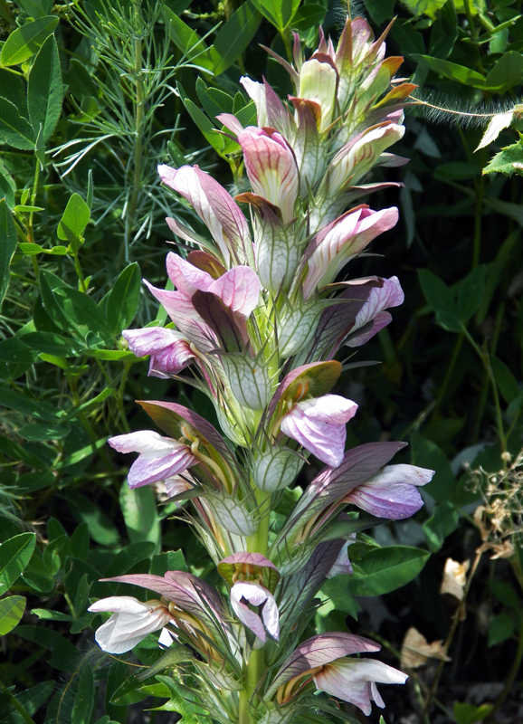 Image of genus Acanthus specimen.