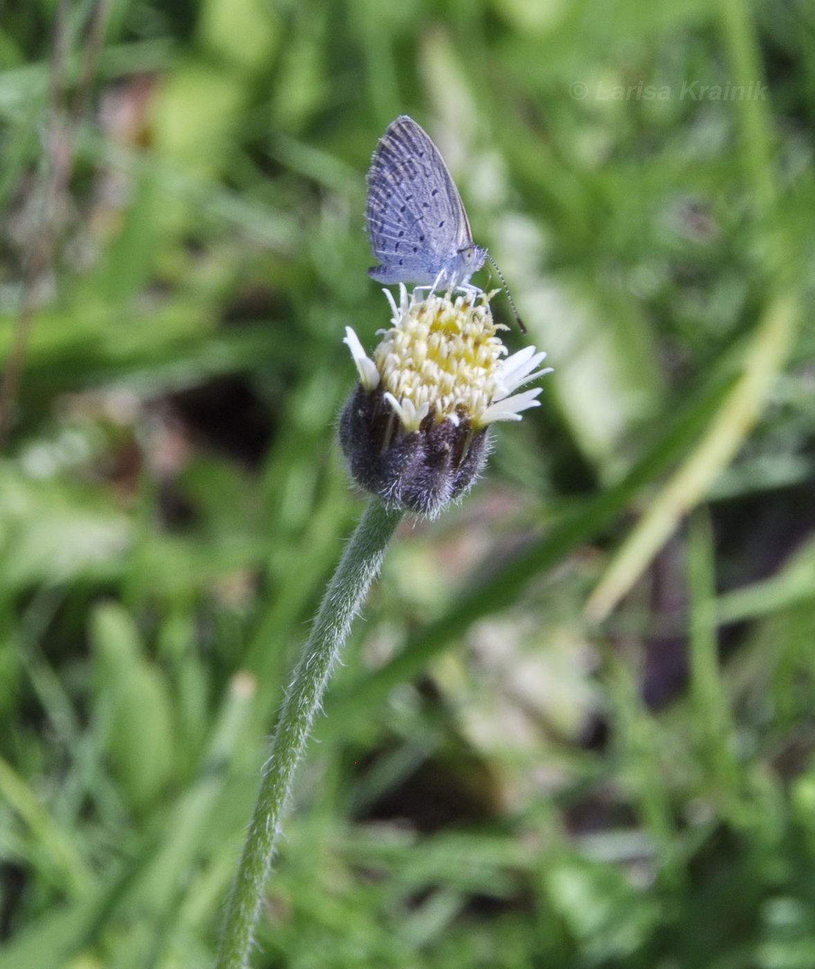 Image of Tridax procumbens specimen.