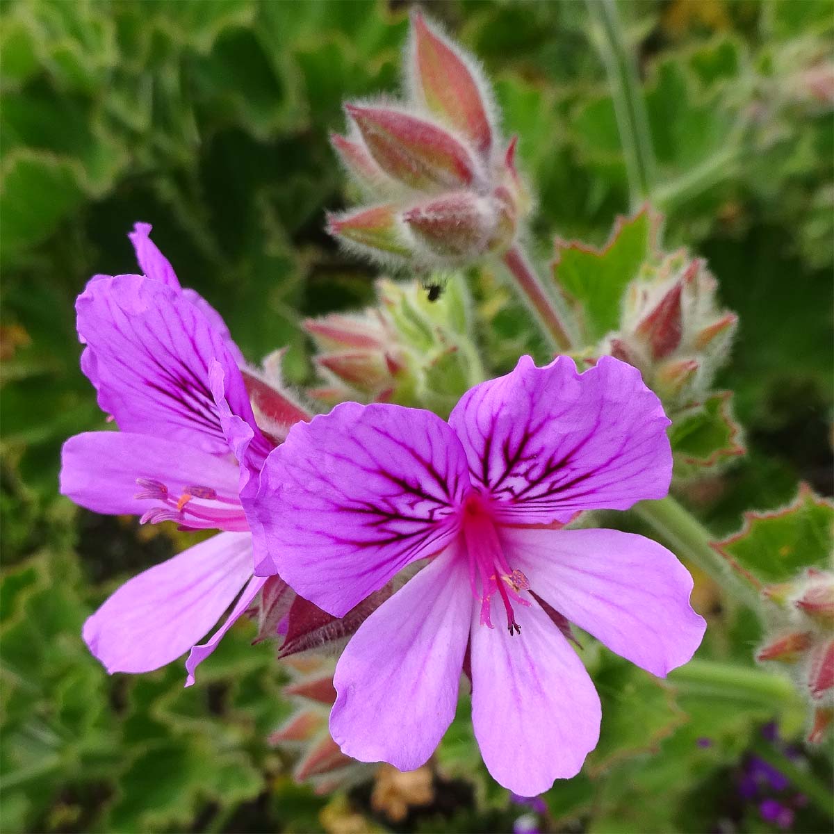 Image of Pelargonium cucullatum specimen.