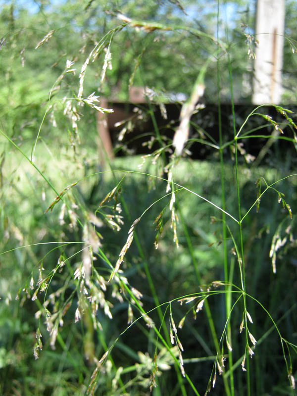 Image of Deschampsia cespitosa specimen.