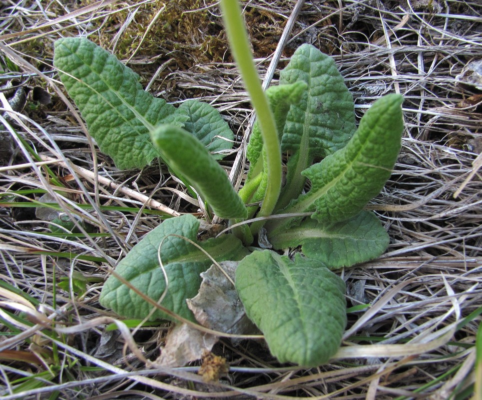 Image of Primula macrocalyx specimen.