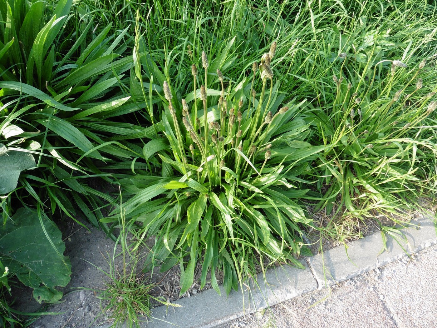 Image of Plantago lanceolata specimen.